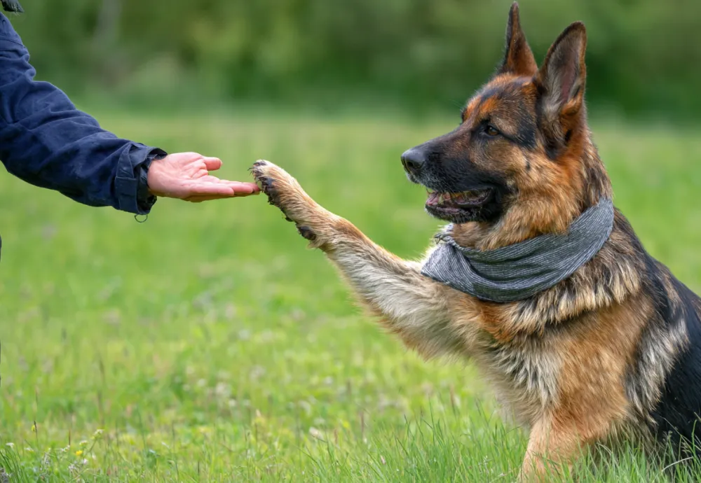 Dog Behavior Improvement System